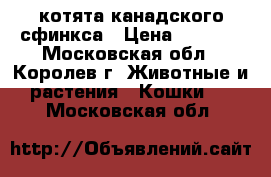 котята канадского сфинкса › Цена ­ 7 000 - Московская обл., Королев г. Животные и растения » Кошки   . Московская обл.